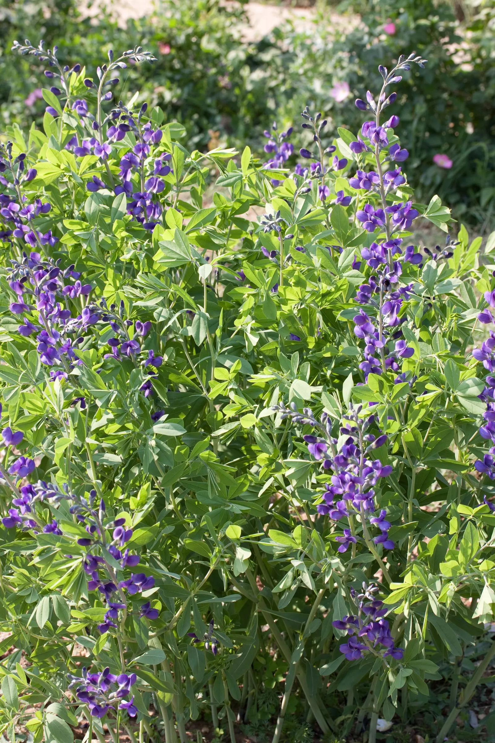 False Indigo (Baptisia Australis) — commonly referred to as False Indigo; upright vase shape with a spread of 3 to 4 feet