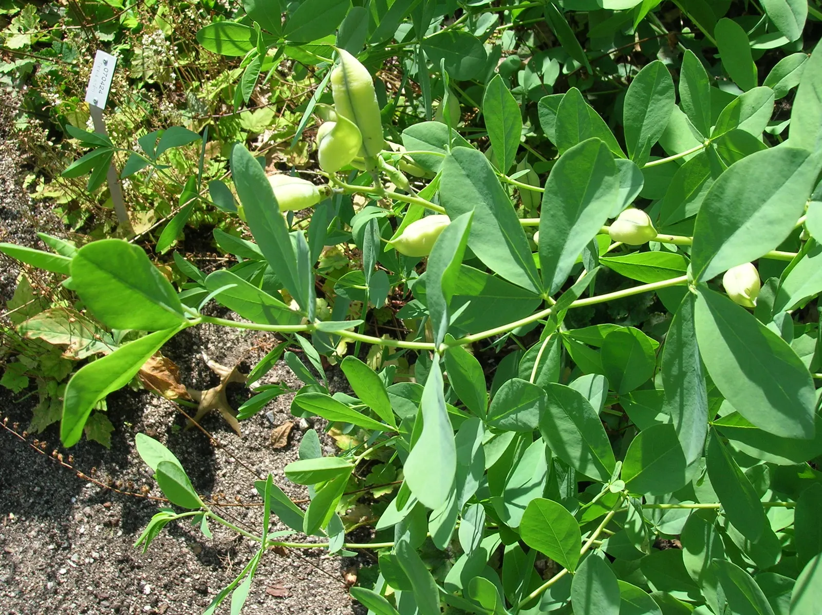 False Indigo (Baptisia Australis) — Baptisia prefers full sun to partial shade and is drought-tolerant once established; ideal for use in borders or as a
