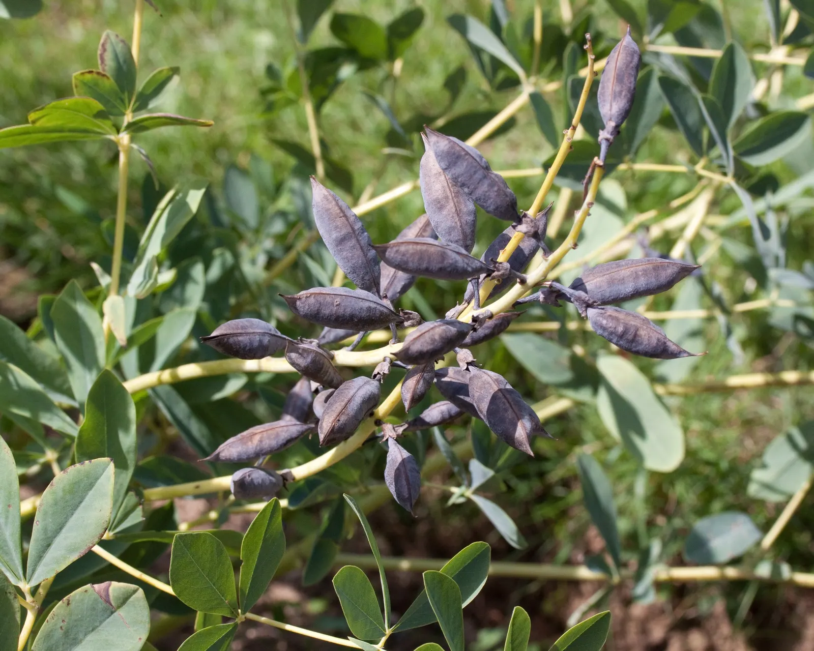 False Indigo (Baptisia Australis) — this species thrives in USDA Hardiness Zones 3 through 9; for optimal growth, plant Baptisia in well-drained, image 82