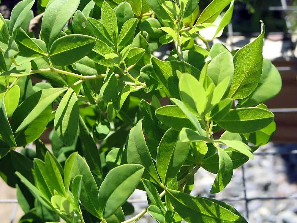 False Indigo (Baptisia Australis) — Ideal for use in borders or as a striking focal point; baptisia prefers full sun to partial shade and is, image 57
