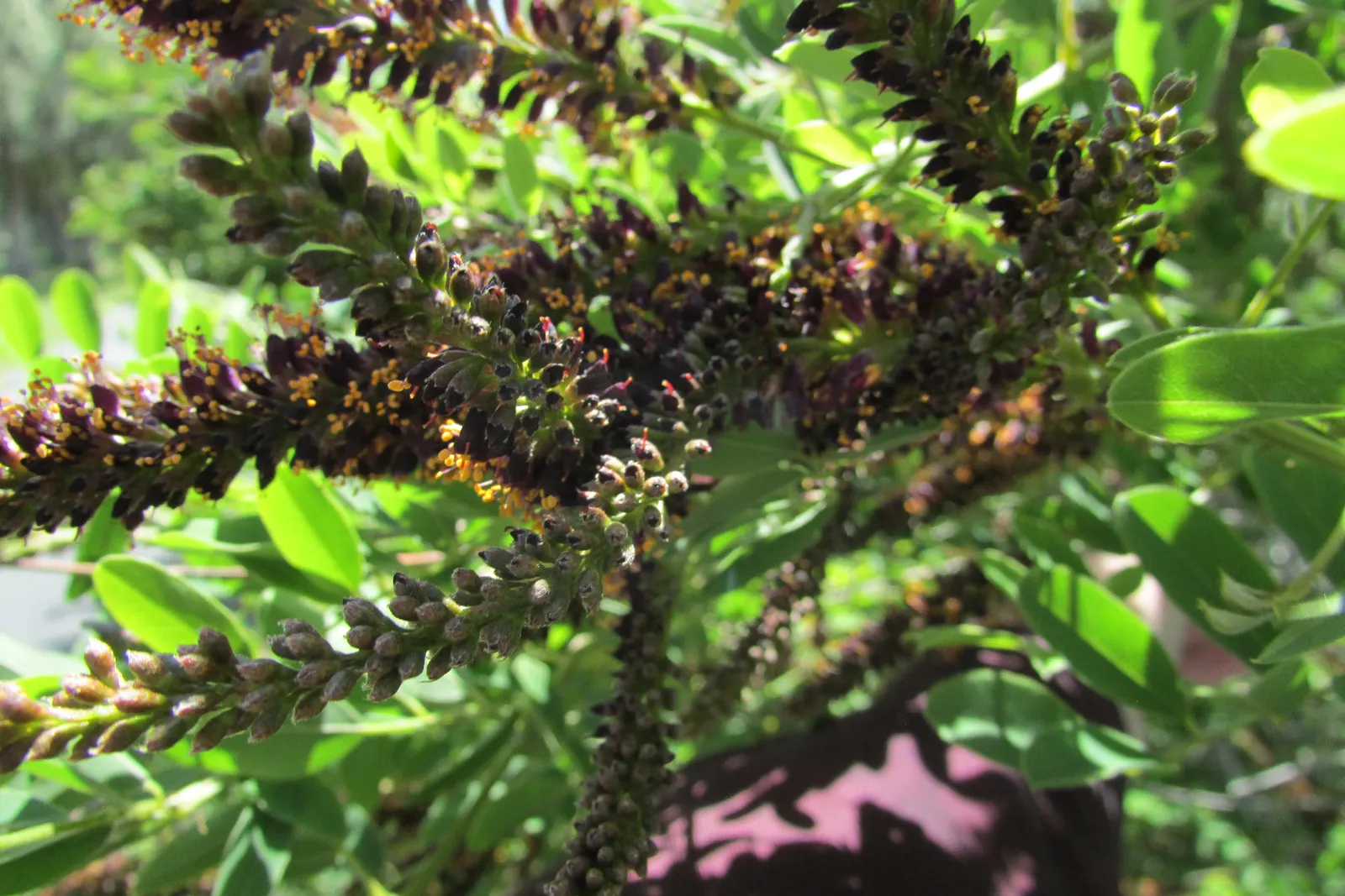 False Indigo (Baptisia Australis) — It grows 3-4 feet tall and spreads about 3 feet wide, thriving in full sun to part shade; upright form provides, image 97