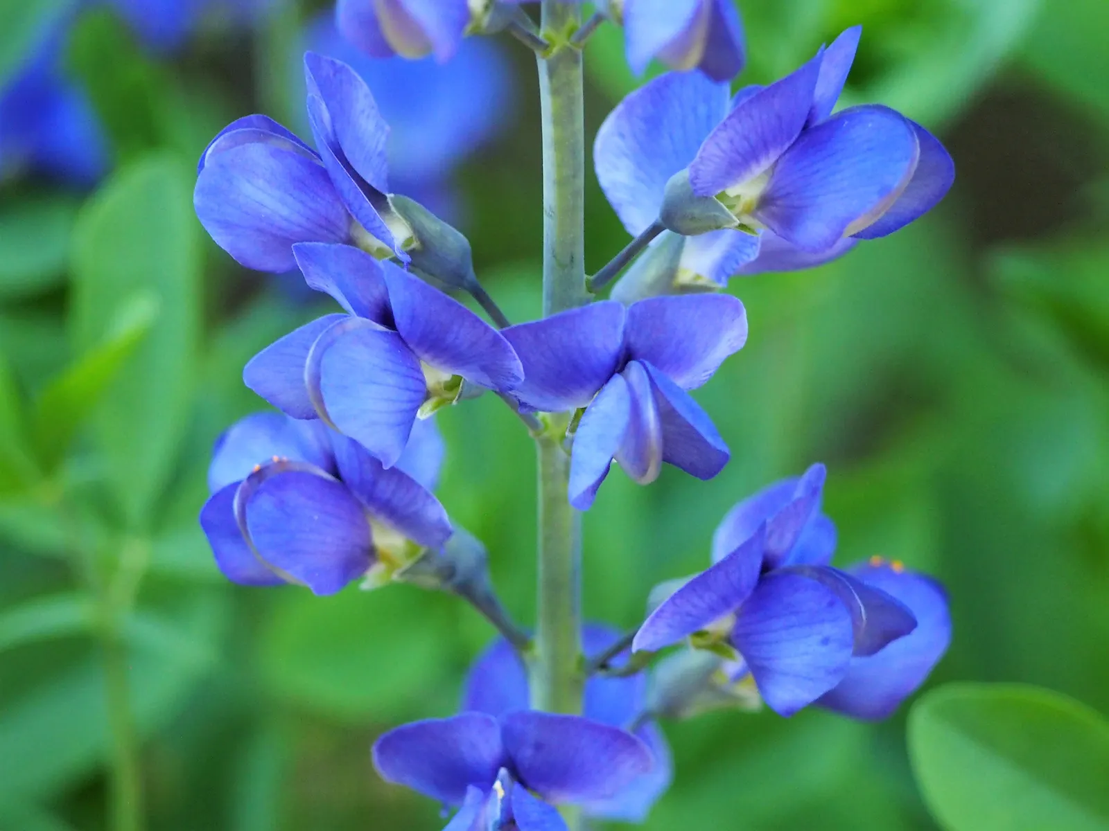 False Indigo (Baptisia Australis) — False Indigo is valued for its low maintenance needs; perennial with blue and purple blooms