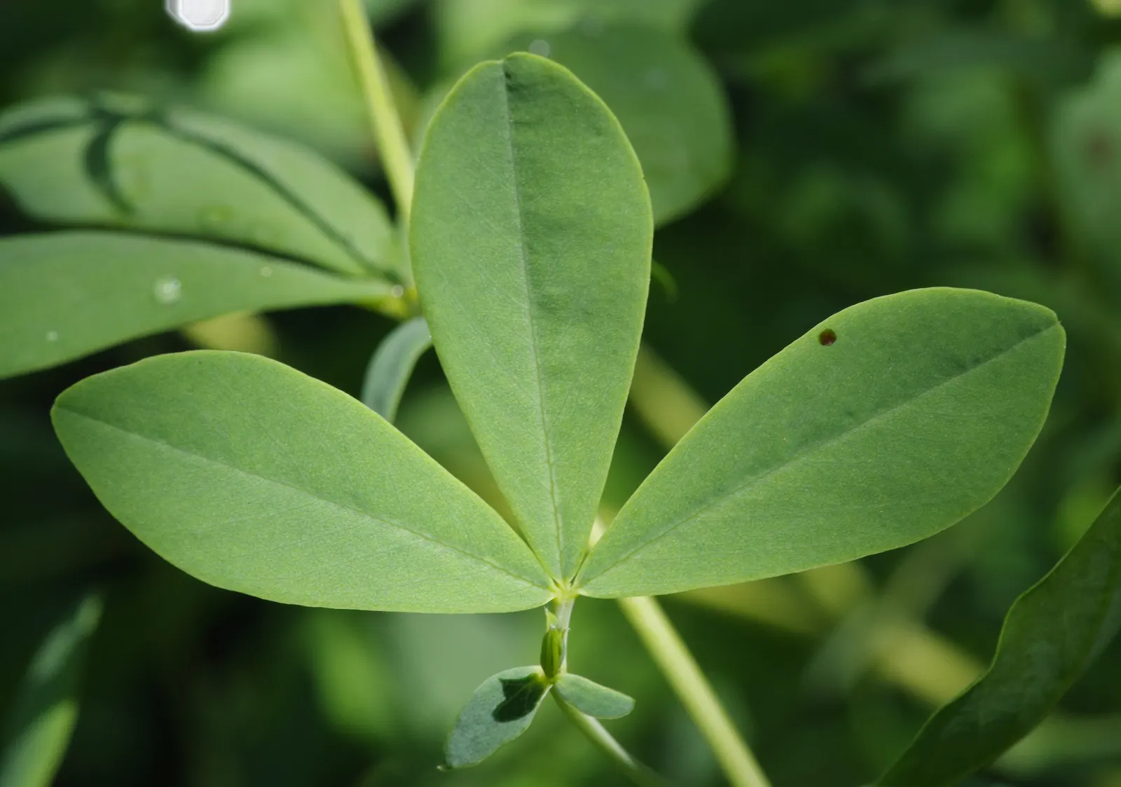 False Indigo (Baptisia Australis) — upright vase shape with a spread of 3 to 4 feet; commonly referred to as False Indigo, image 56