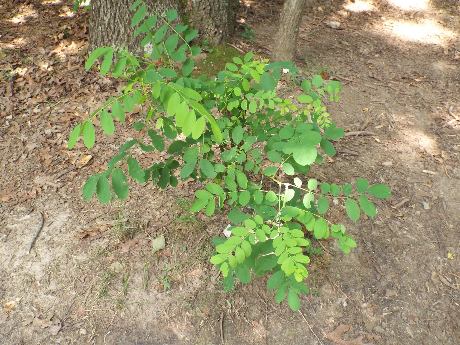 False Indigo (Baptisia Australis) — offering both aesthetic beauty and ecological benefits; perennial for full or half, image 69