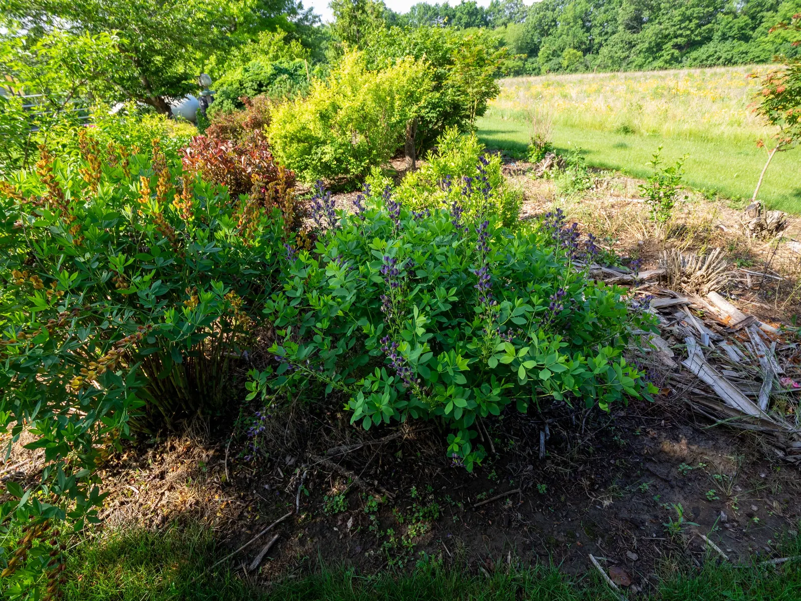 False Indigo (Baptisia Australis) — is a robust perennial native to the eastern and southern United States