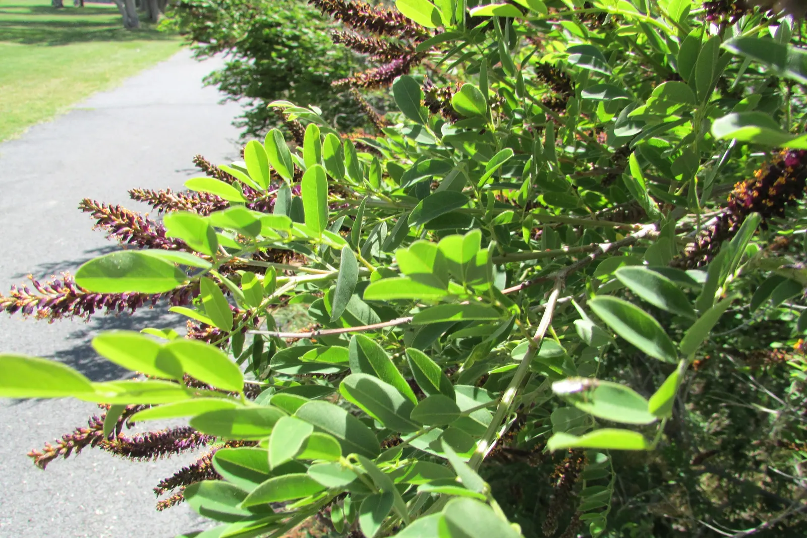 False Indigo (Baptisia Australis) — trifoliate (three-part) blue-green leaves form a bushy; blue and purple flowers in the garden, image 79