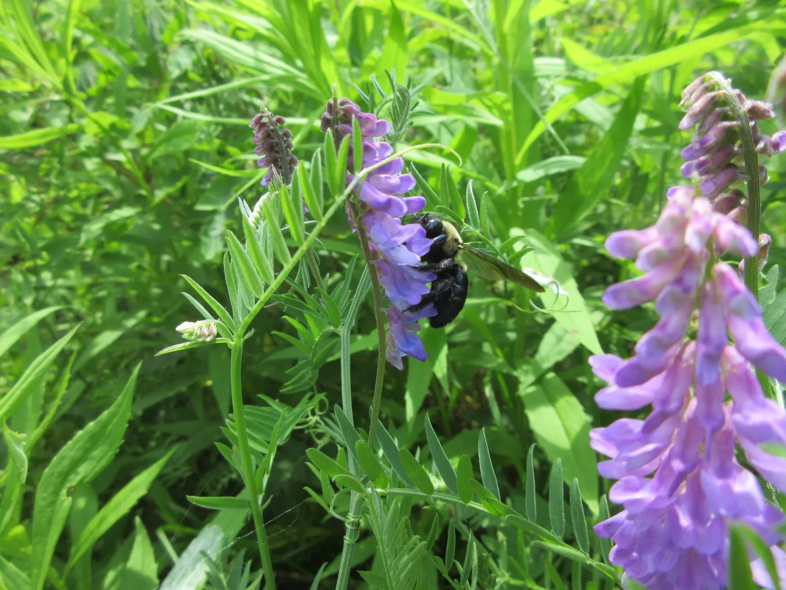 False Indigo (Baptisia Australis) — Providing long-lasting structure; requiring minimal irrigation.<br><br>As a landscape asset, image 64