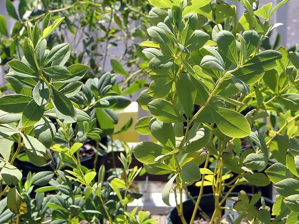 False Indigo (Baptisia Australis) — upright vase shape with a spread of 3 to 4 feet; commonly referred to as False Indigo, image 80