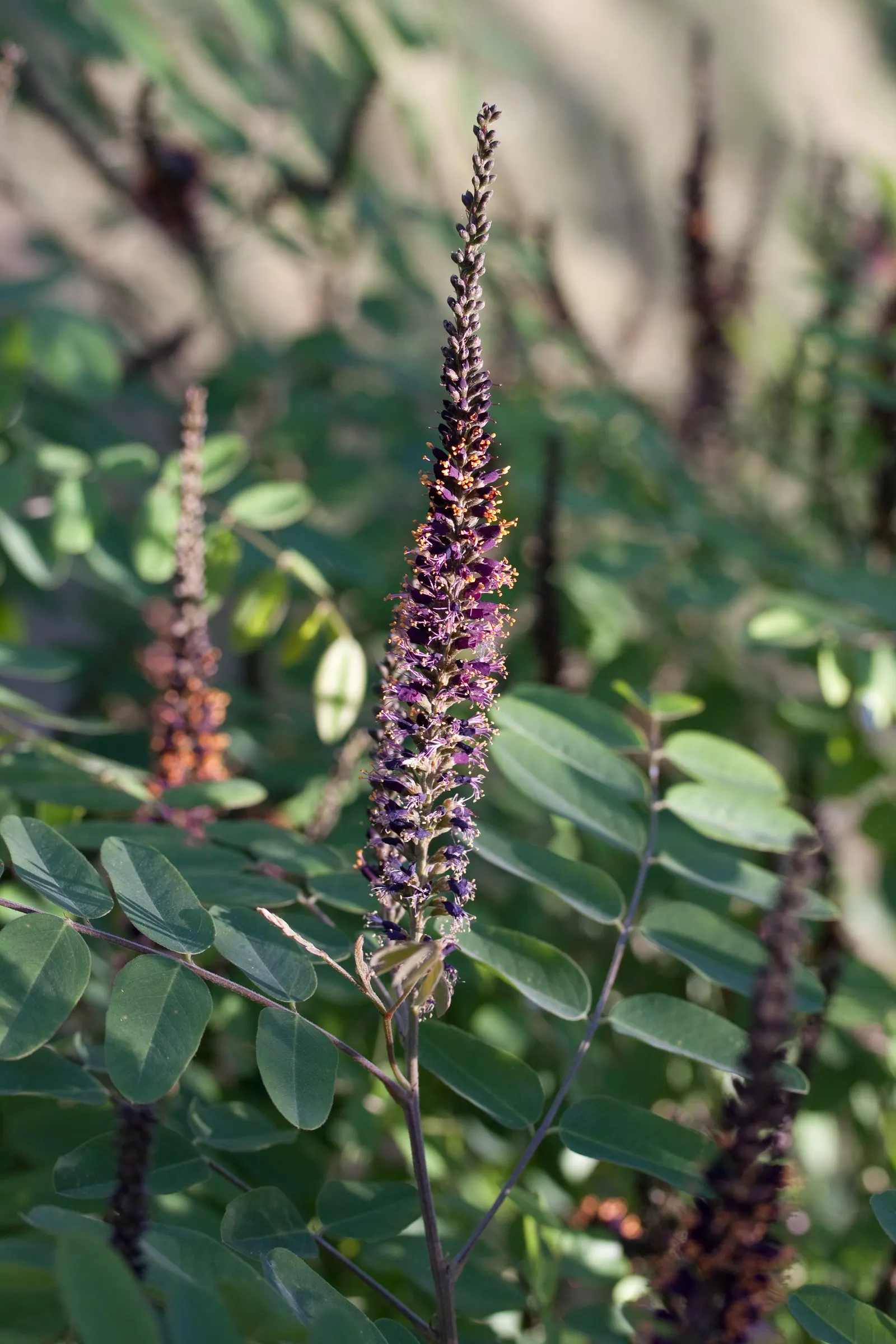 False Indigo (Baptisia Australis) — requiring minimal irrigation.<br><br>As a landscape asset; providing long-lasting structure, image 85
