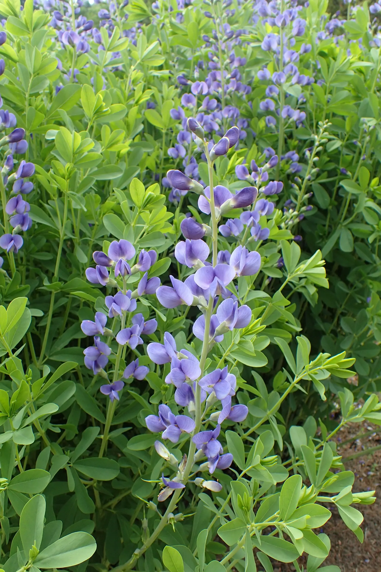 False Indigo (Baptisia Australis) — trifoliate (three-part) blue-green leaves form a bushy