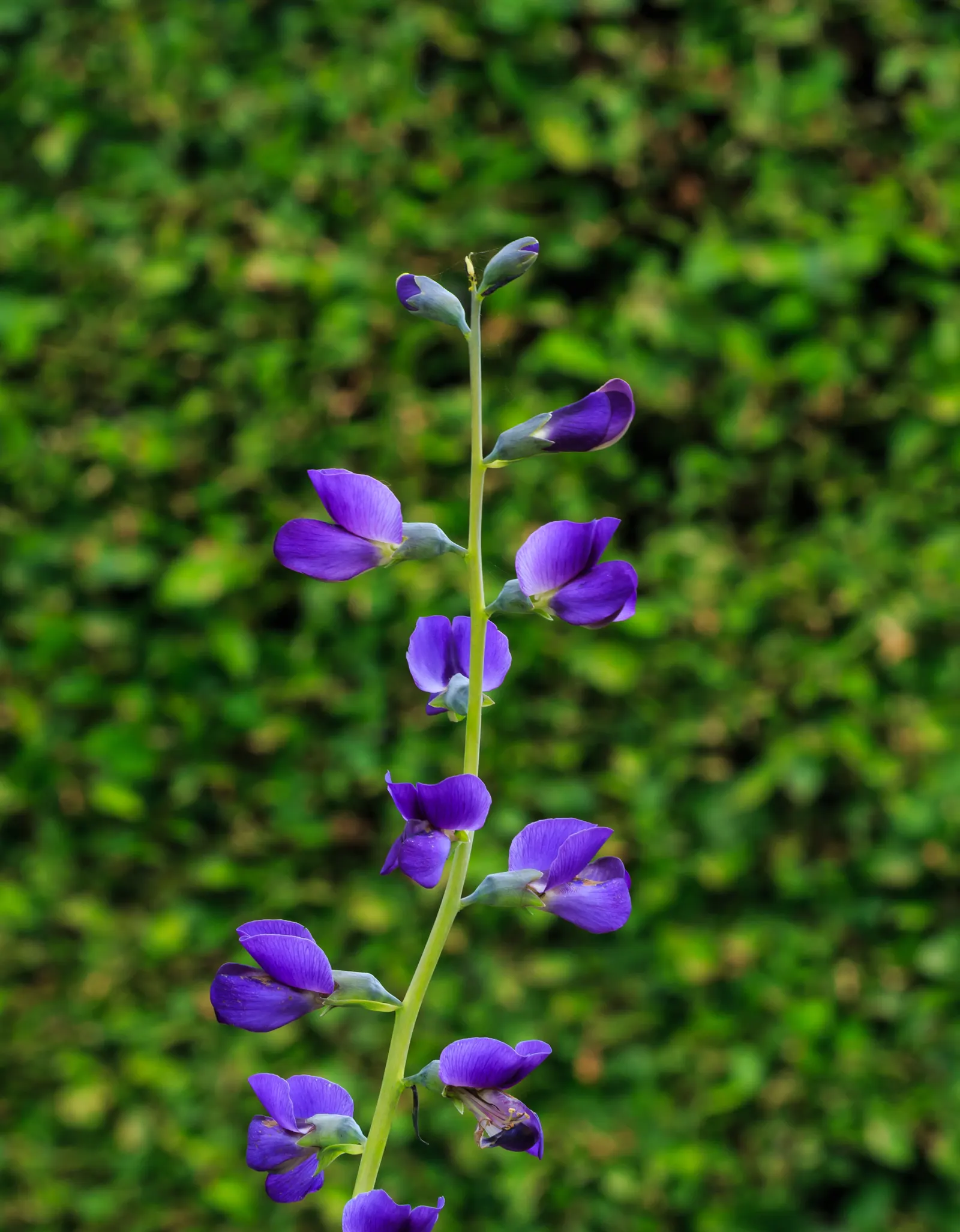 False Indigo (Baptisia Australis) — This low-maintenance native adapts well to dry soils and resists pests and diseases; showing remarkable, image 50