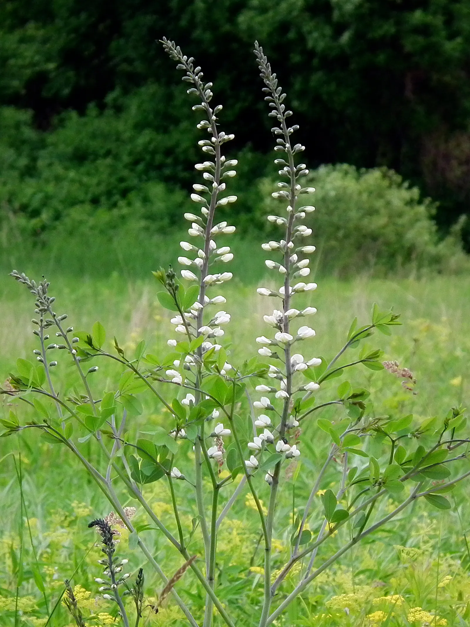 False Indigo (Baptisia Australis) — trifoliate (three-part) blue-green leaves form a bushy; blue and purple flowers in the garden
