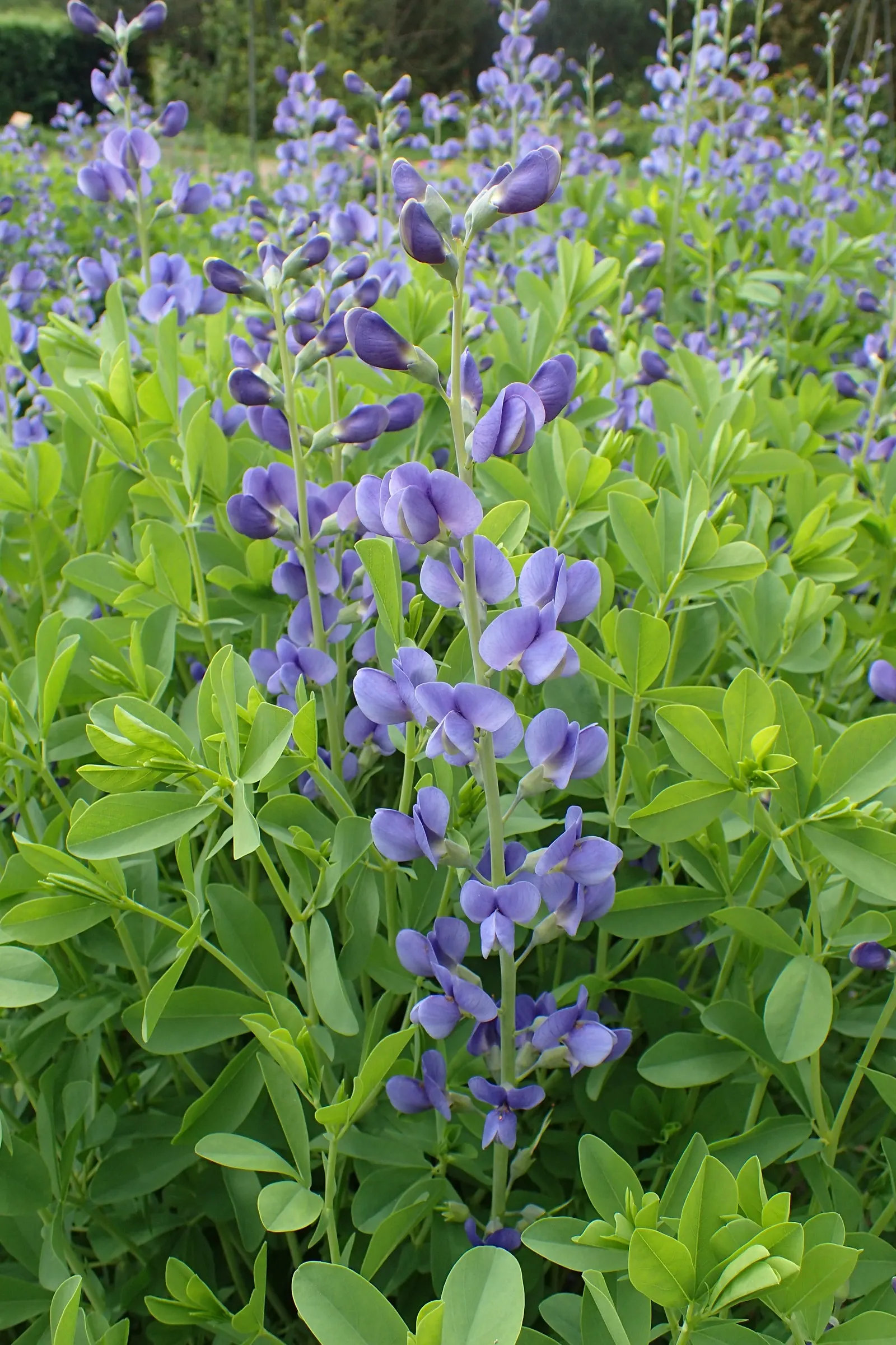 False Indigo (Baptisia Australis) — Ideal for use in borders or as a striking focal point; baptisia prefers full sun to partial shade and is, image 105