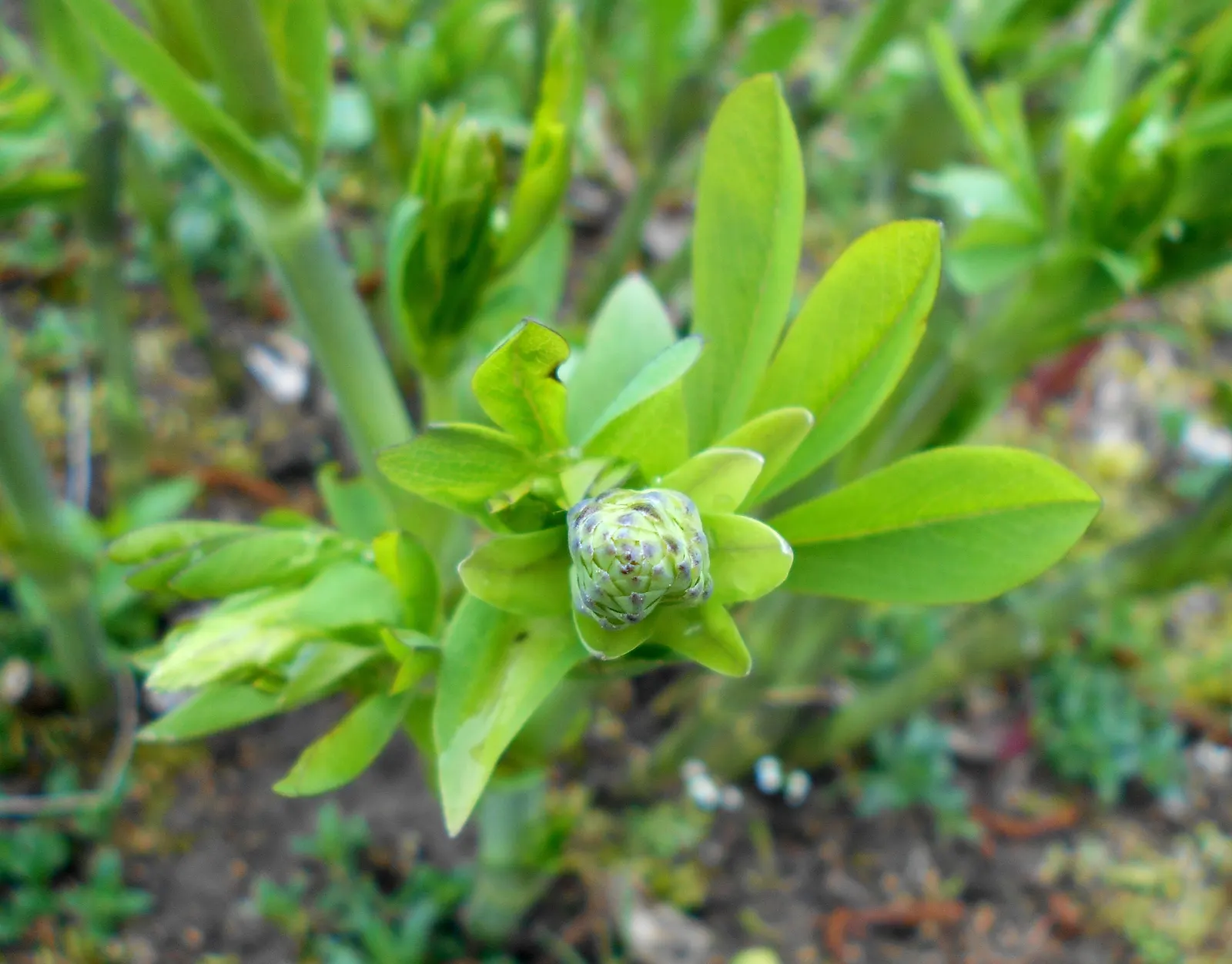 False Indigo (Baptisia Australis) — offering both aesthetic beauty and ecological benefits; perennial for full or half, image 93