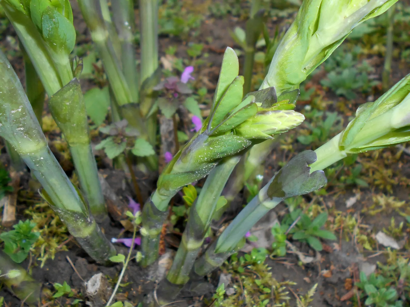 False Indigo (Baptisia Australis) — upright form provides excellent structure in garden designs; it grows 3-4 feet tall and spreads about 3 feet, image 100