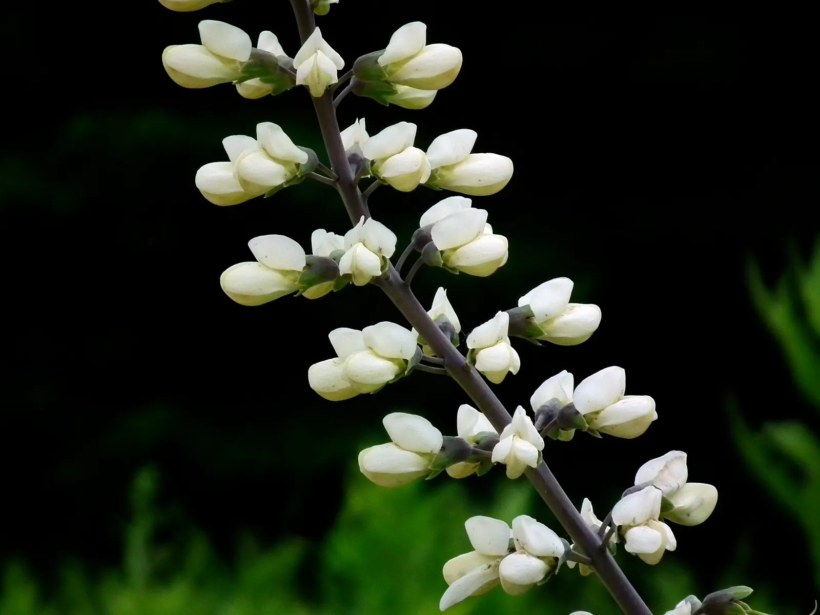 False Indigo (Baptisia Australis) — perennial with blue and purple blooms; false Indigo is valued for its low maintenance needs, image 95