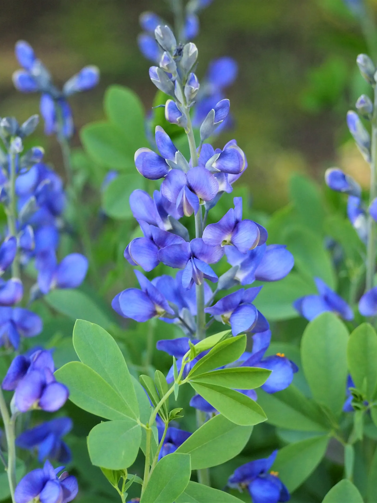 False Indigo (Baptisia Australis) — Providing long-lasting structure