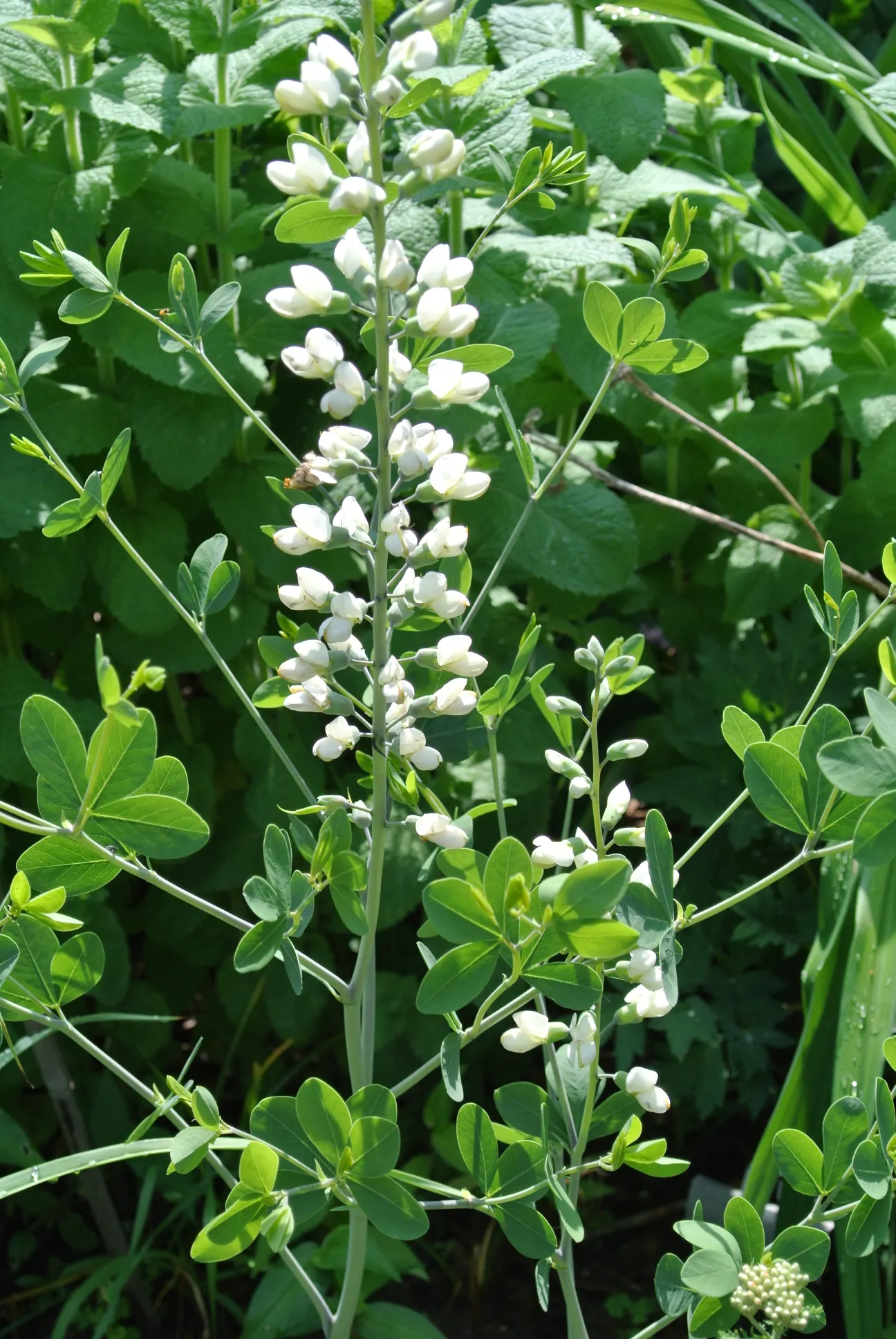 False Indigo (Baptisia Australis) — For optimal growth, plant Baptisia in well-drained soil with a pH ranging from neutral to slightly acidic