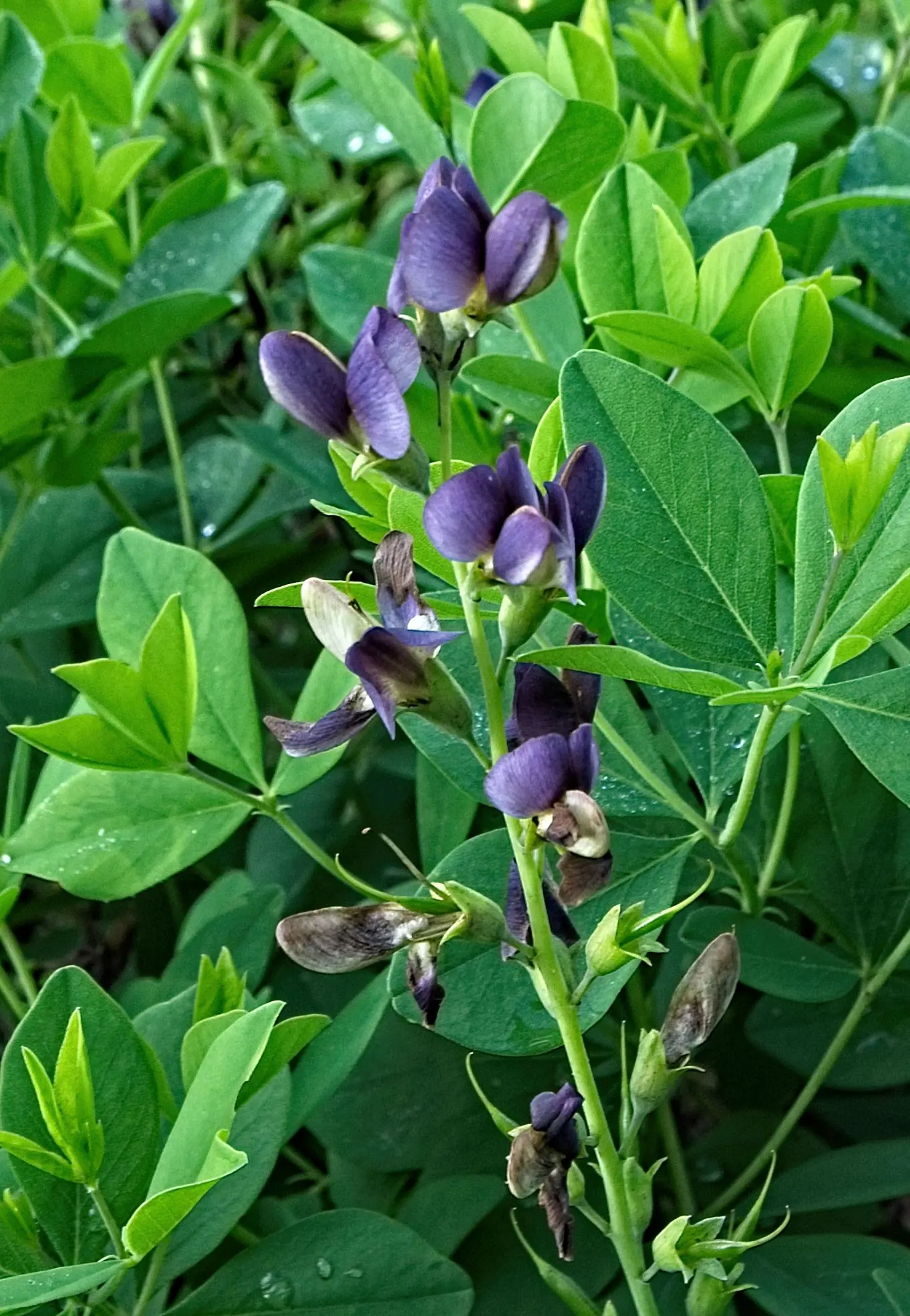 False Indigo (Baptisia Australis) — False Indigo is valued for its low maintenance needs; perennial with blue and purple blooms, image 62