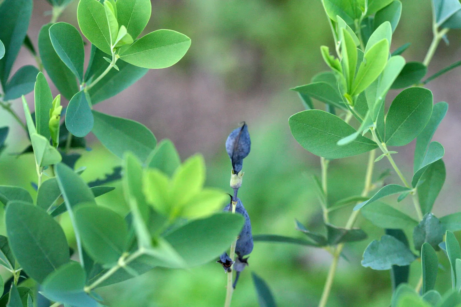 False Indigo (Baptisia Australis) — blue and purple flowers in the garden; trifoliate (three-part) blue-green leaves form a bushy, image 70