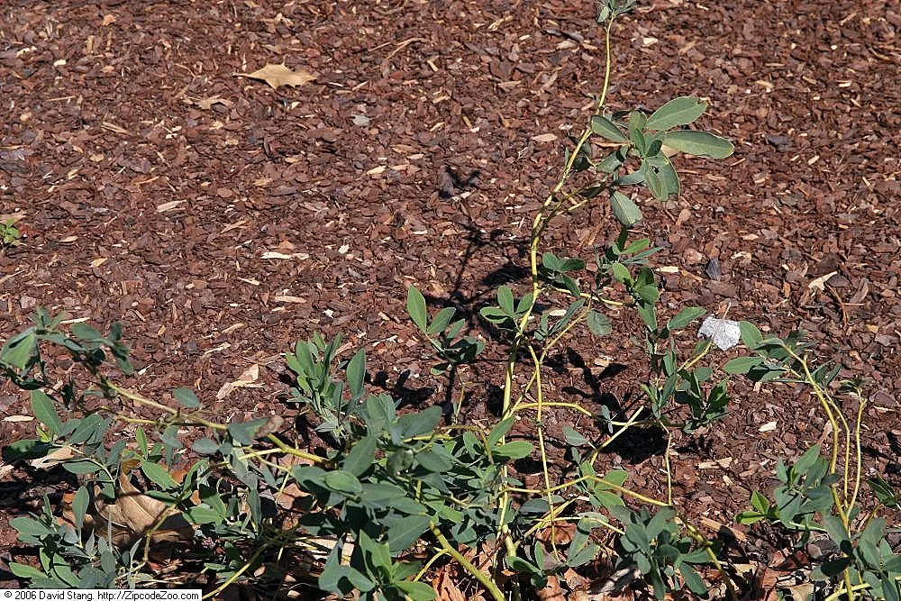 False Indigo (Baptisia Australis) — False Indigo is valued for its low maintenance needs; perennial with blue and purple blooms, image 86