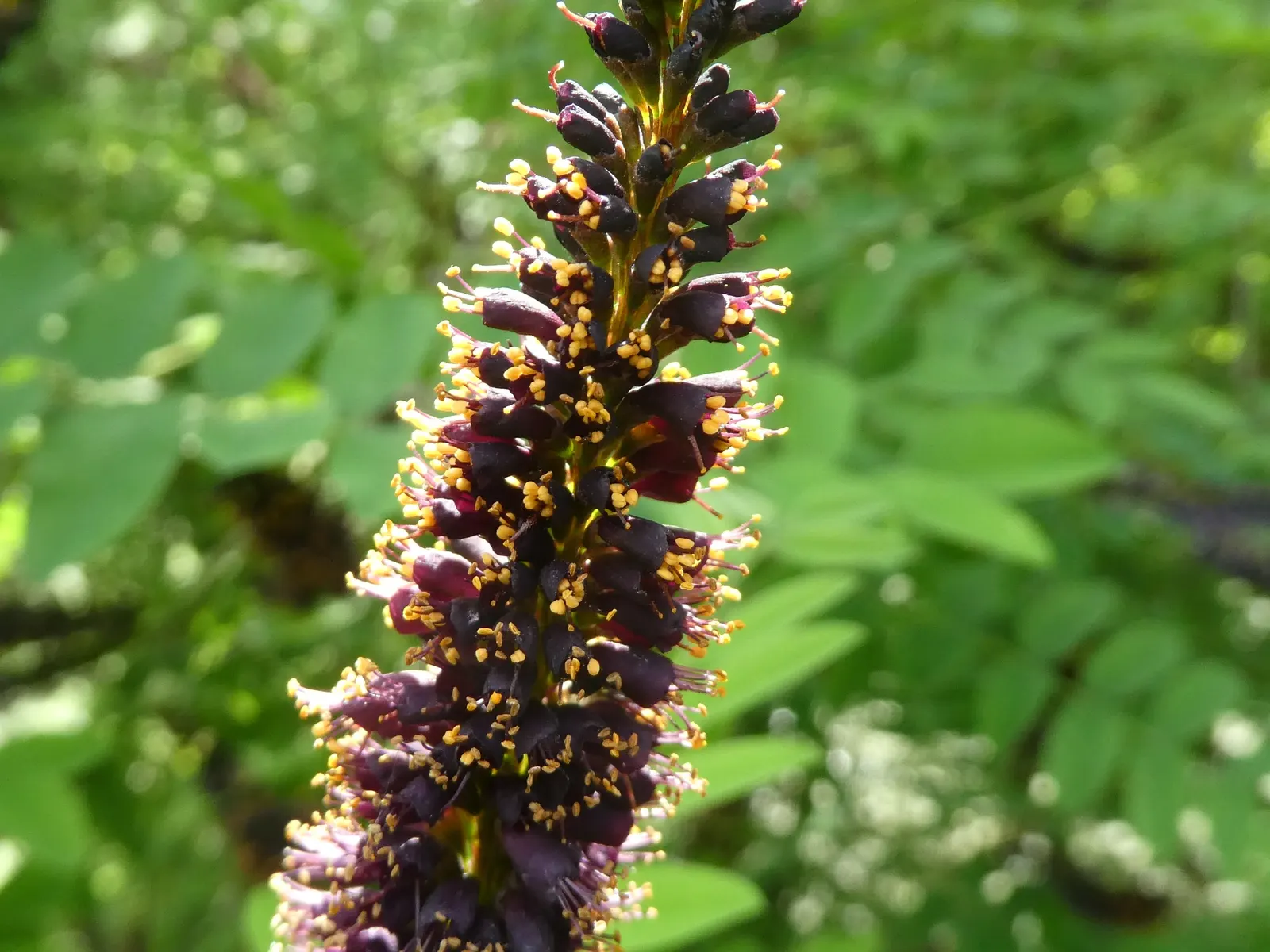 False Indigo (Baptisia Australis) — and ability to enrich soil nitrogen levels through its symbiotic relationship with Rhizobia bacteria; is a, image 63