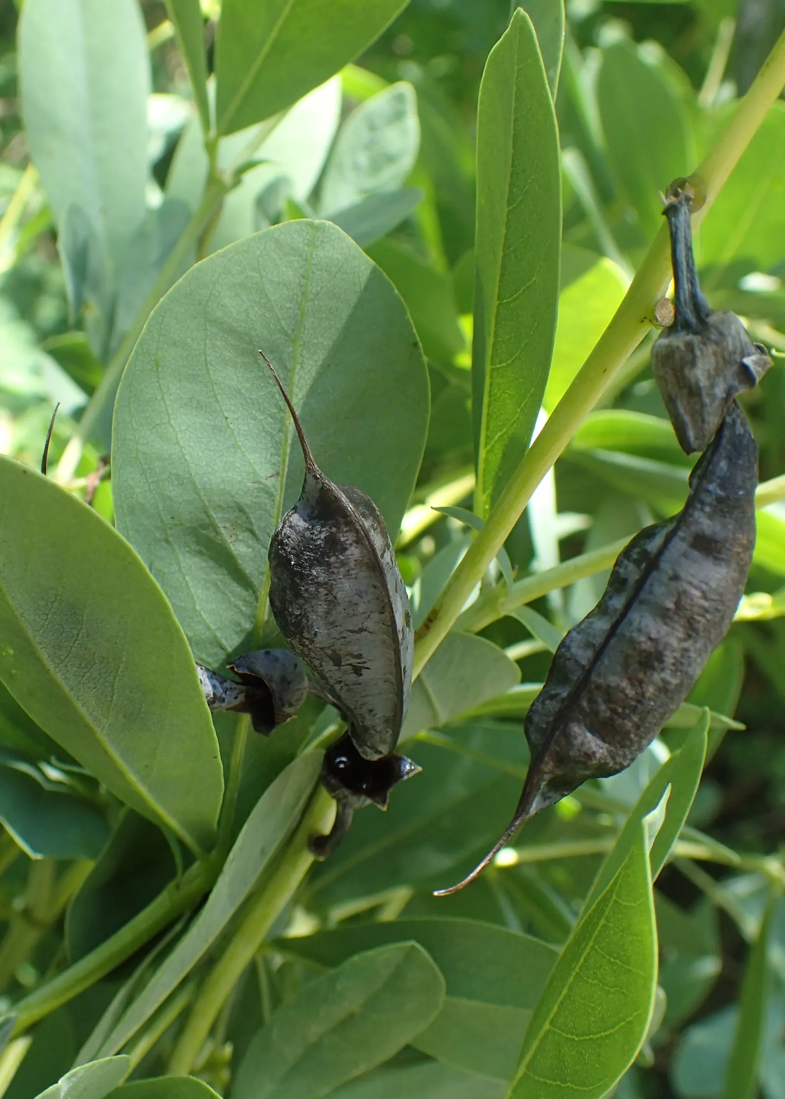 False Indigo (Baptisia Australis) — blue and purple flowers in the garden; trifoliate (three-part) blue-green leaves form a bushy