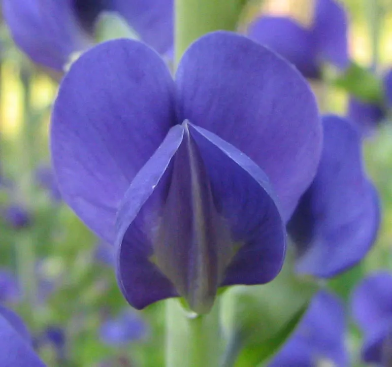 False Indigo (Baptisia Australis) — is a robust perennial native to the eastern and southern United States; and ability to enrich soil nitrogen levels through