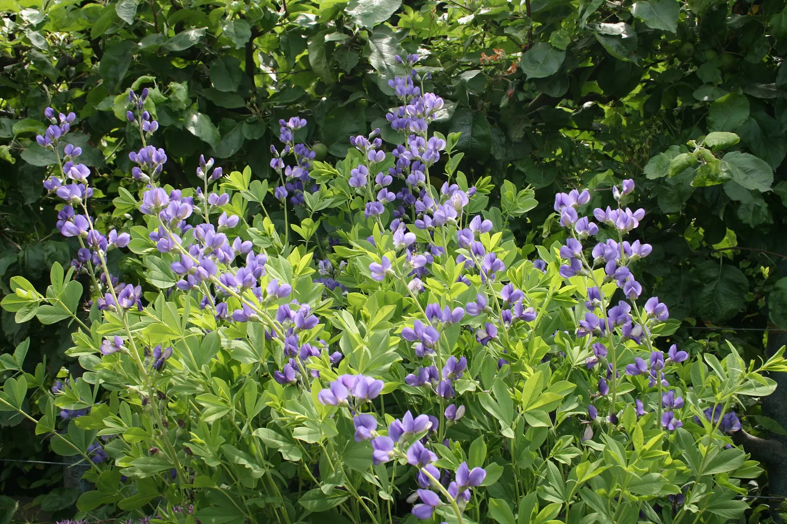 False Indigo (Baptisia Australis) — is a robust perennial native to the eastern and southern United States; and ability to enrich soil nitrogen, image 54