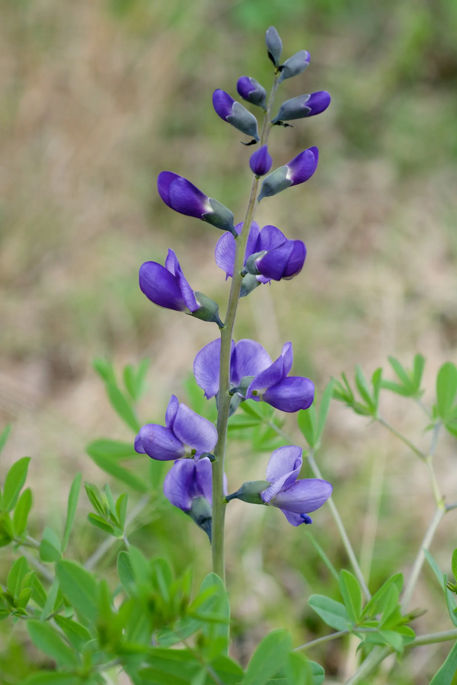 False Indigo (Baptisia Australis) — commonly referred to as False Indigo