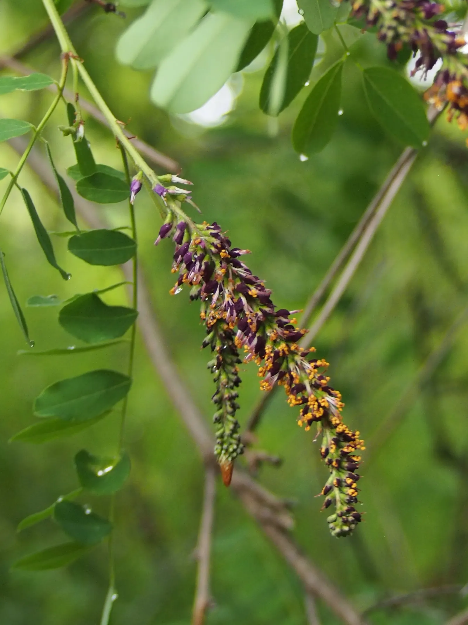 False Indigo (Baptisia Australis) — this species thrives in USDA Hardiness Zones 3 through 9