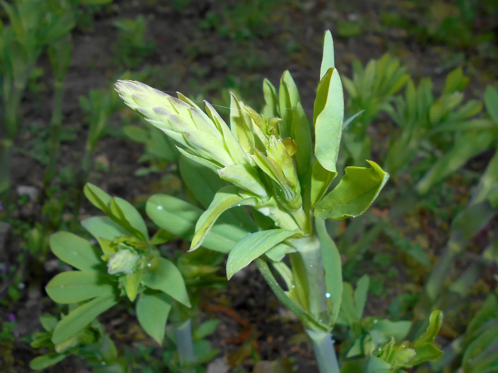 False Indigo (Baptisia Australis) — offering both aesthetic beauty and ecological benefits; perennial for full or half