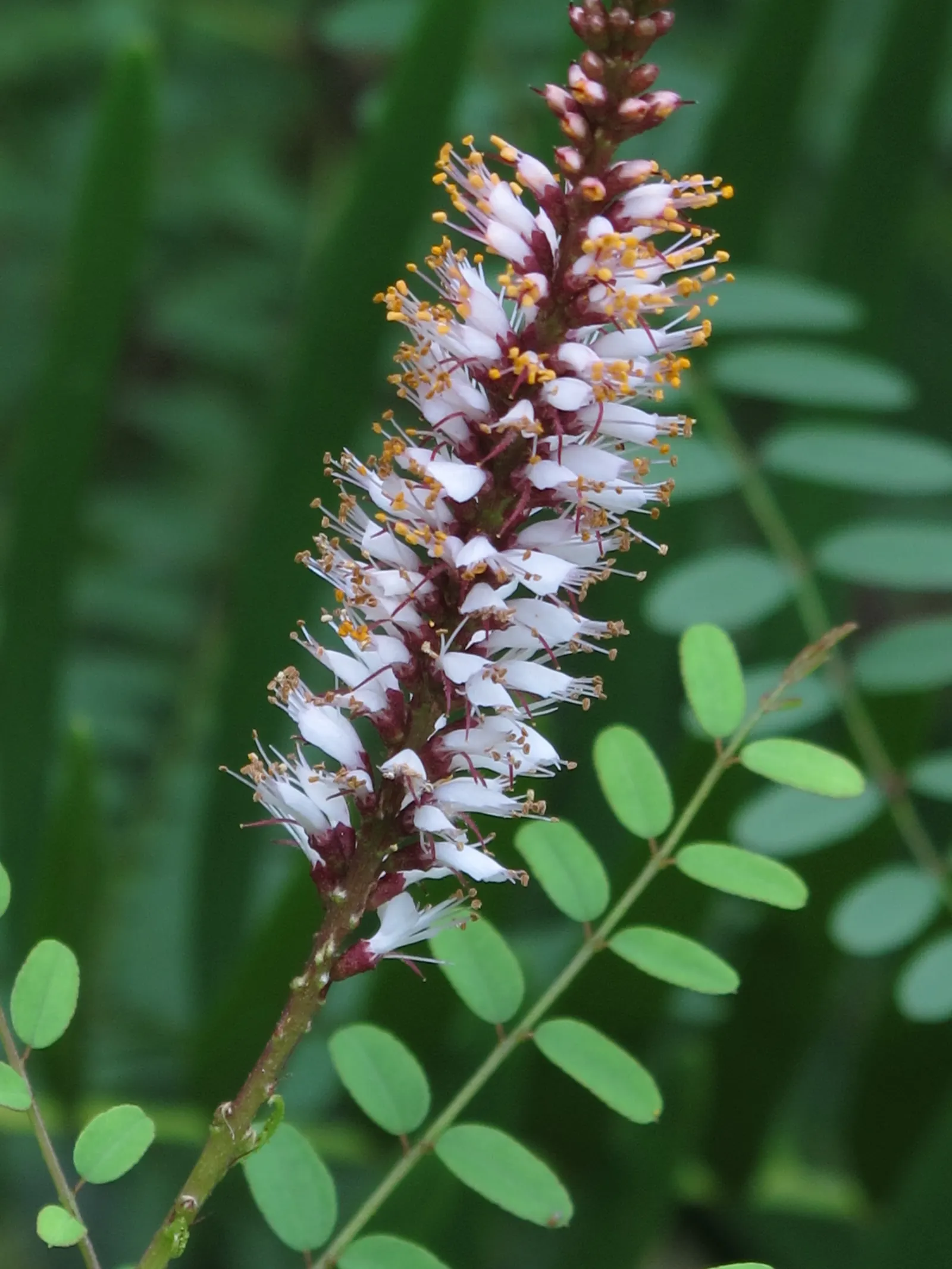 False Indigo (Baptisia Australis) — upright form provides excellent structure in garden designs