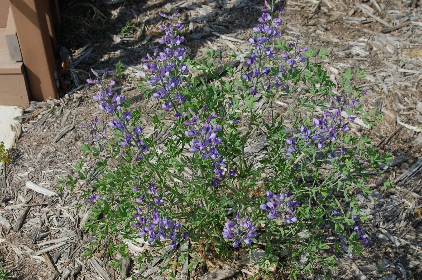 False Indigo (Baptisia Australis) — Providing long-lasting structure; requiring minimal irrigation.<br><br>As a landscape asset, image 88