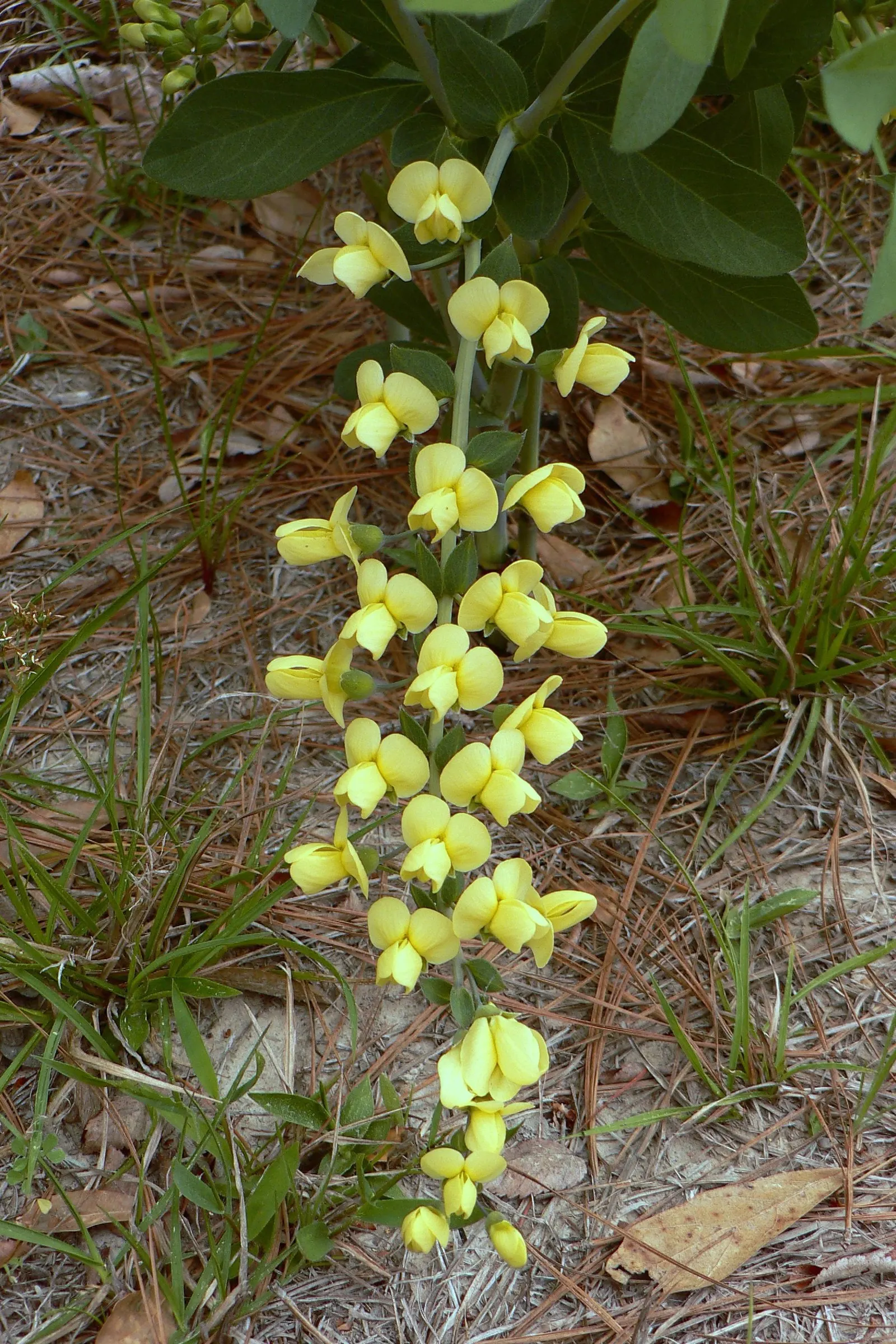 False Indigo (Baptisia Australis) — this perennial also supports pollinators; enchanting addition to any landscape design, image 65