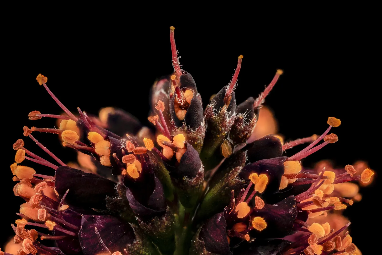 False Indigo (Baptisia Australis) — perennial with blue and purple blooms