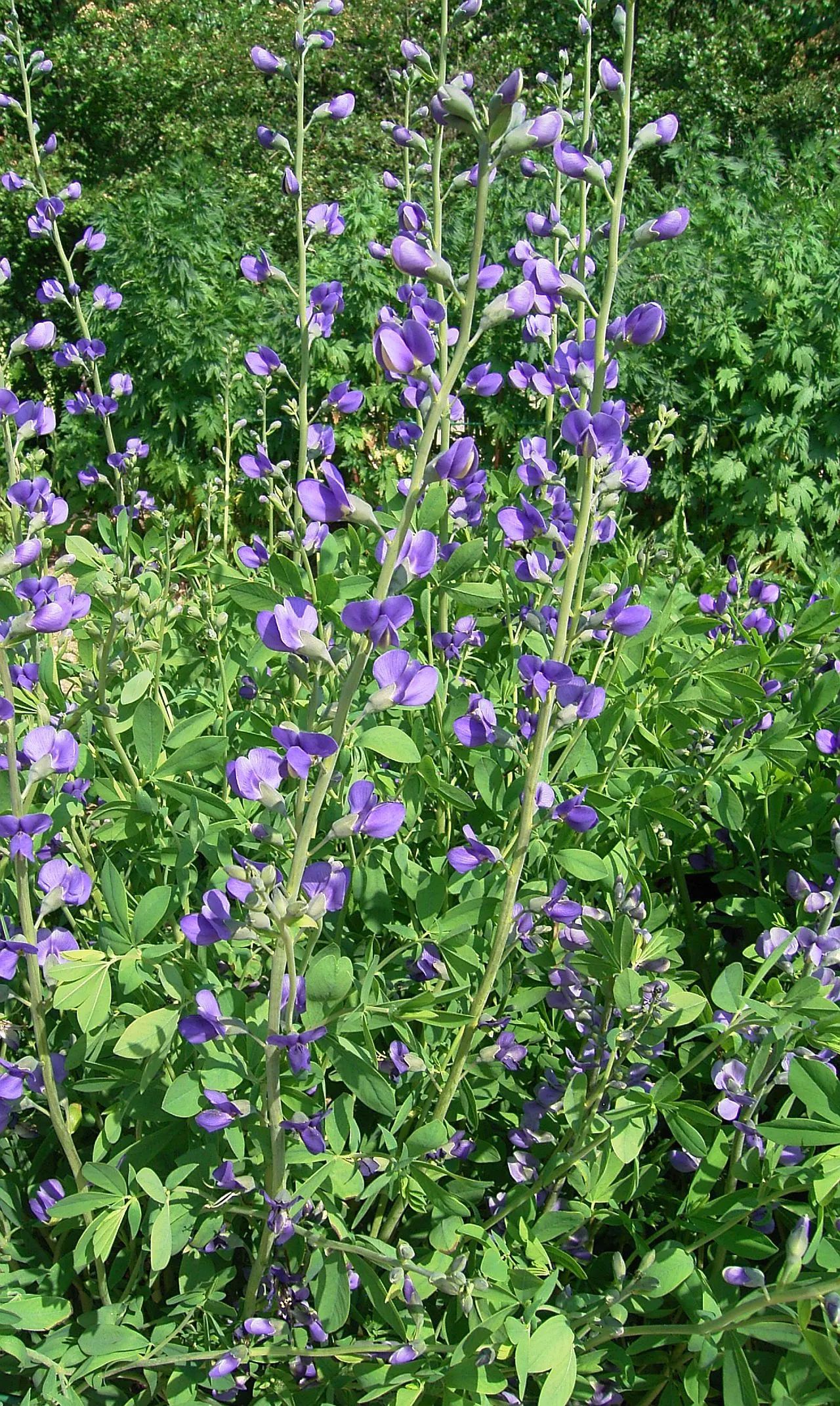 False Indigo (Baptisia Australis) — requiring minimal irrigation.<br><br>As a landscape asset; providing long-lasting structure