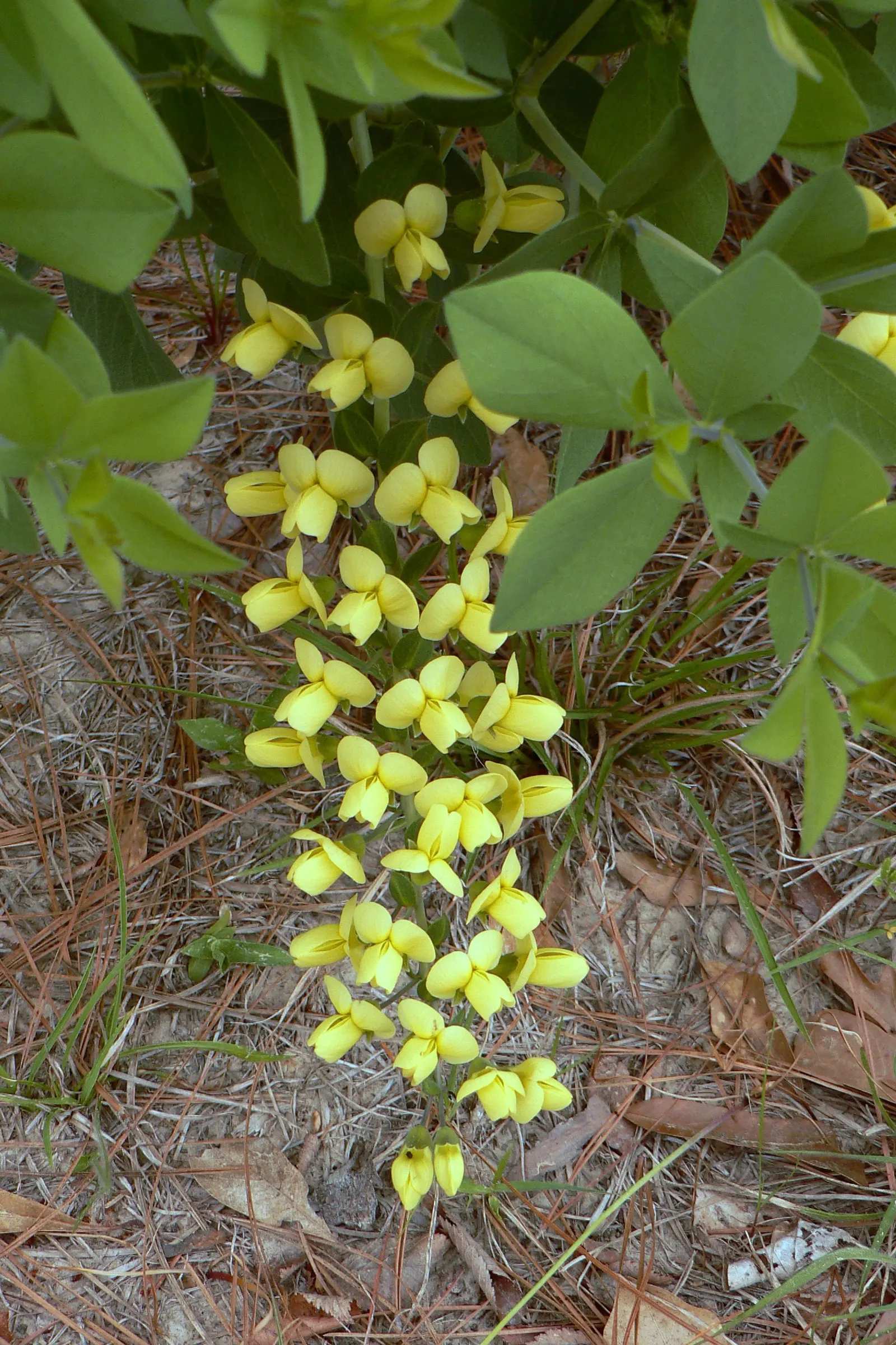 False Indigo (Baptisia Australis) — commonly referred to as False Indigo; upright vase shape with a spread of 3 to 4 feet, image 101