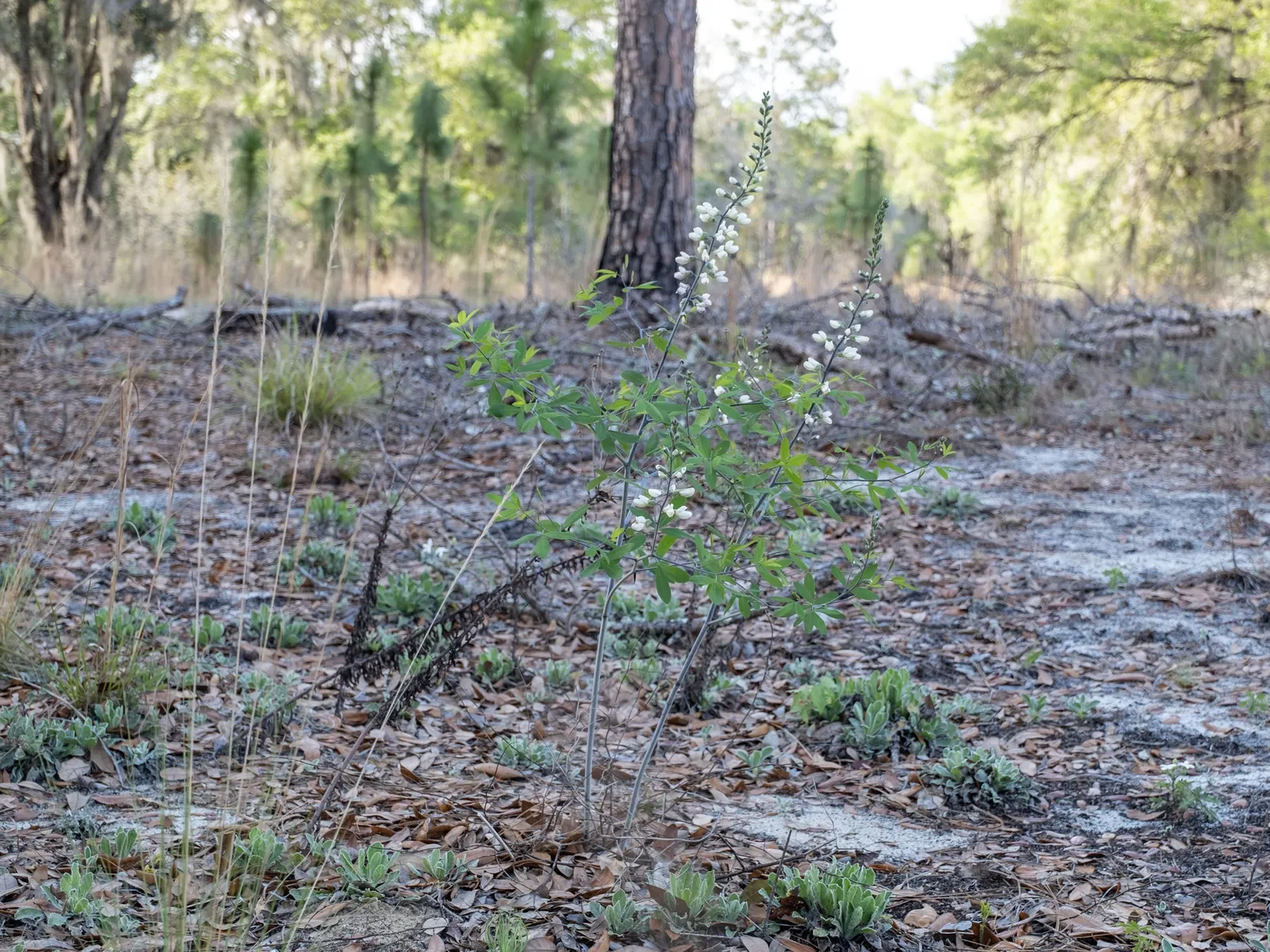 False Indigo (Baptisia Australis) — and ability to enrich soil nitrogen levels through its symbiotic relationship with Rhizobia bacteria; is a robust perennial