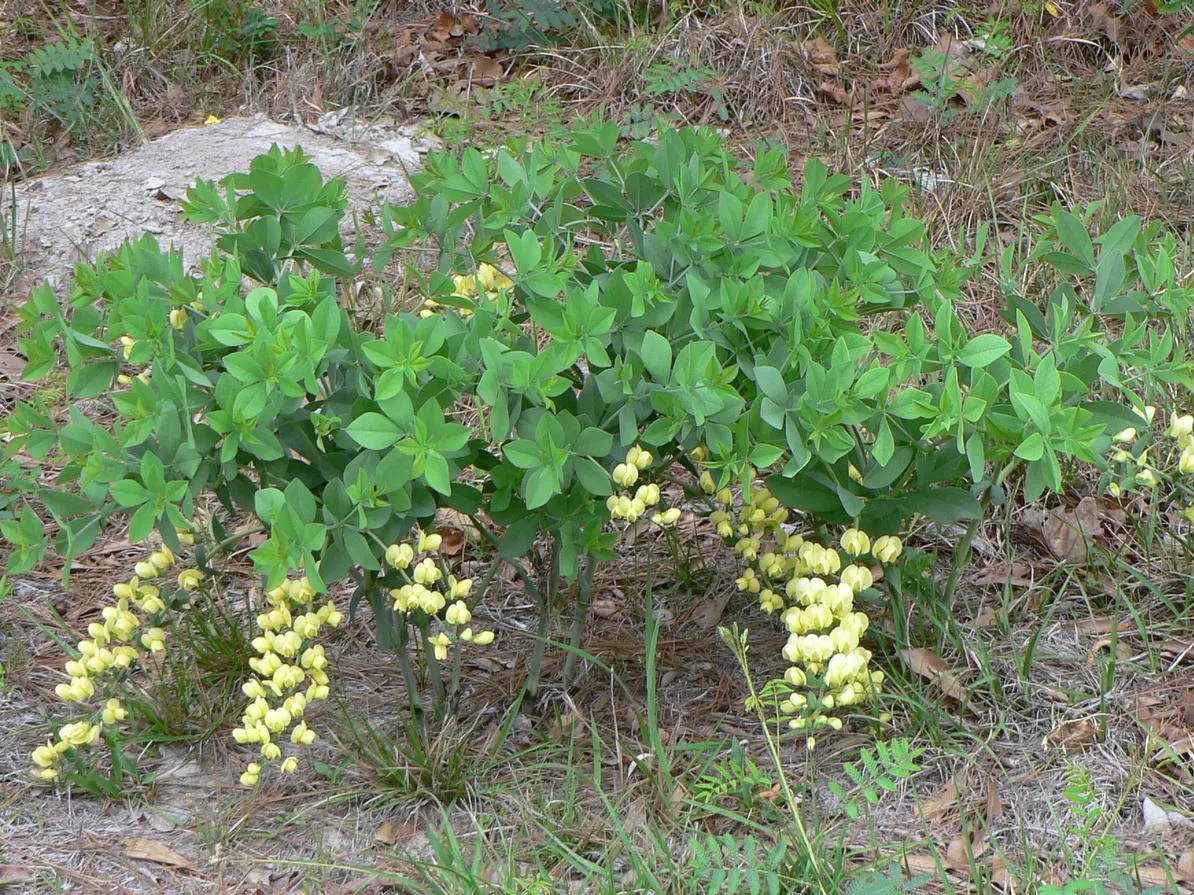False Indigo (Baptisia Australis) — Its deep root system makes it drought-resistant; inviting bees and butterflies to the garden, image 99