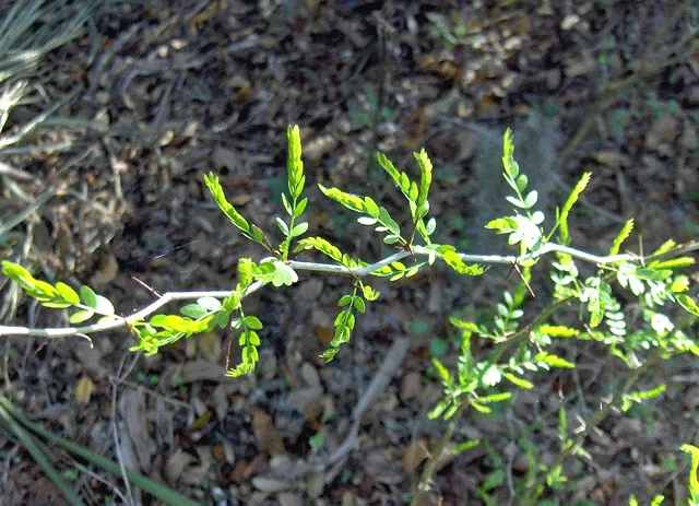 False Indigo (Baptisia Australis) — commonly referred to as False Indigo; upright vase shape with a spread of 3 to 4 feet, image 77