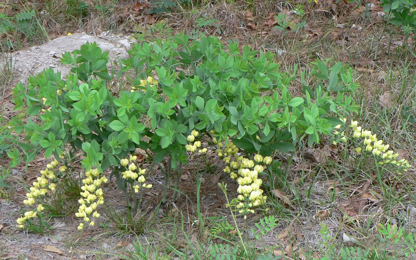 False Indigo (Baptisia Australis) — showing remarkable adaptability to a variety of conditions; this low-maintenance native adapts well to dry, image 59