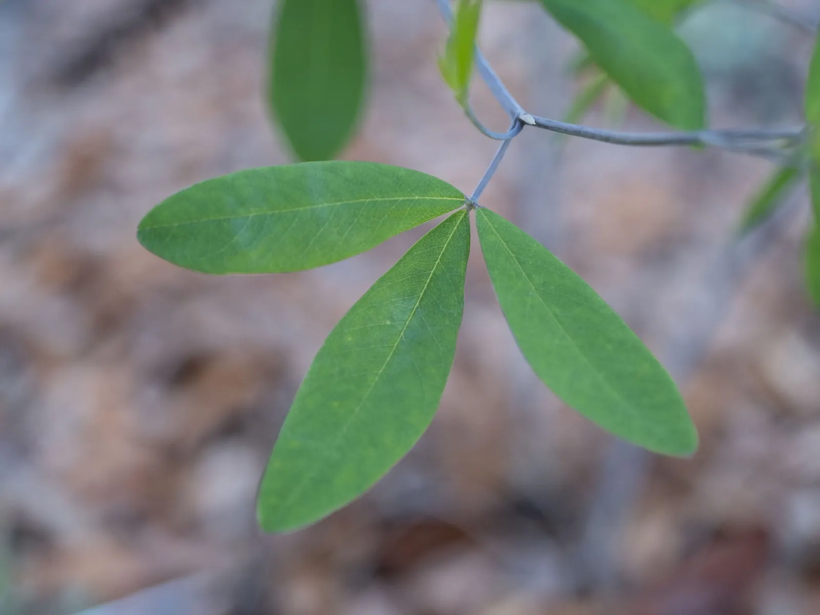 False Indigo (Baptisia Australis) — blue and purple flowers in the garden
