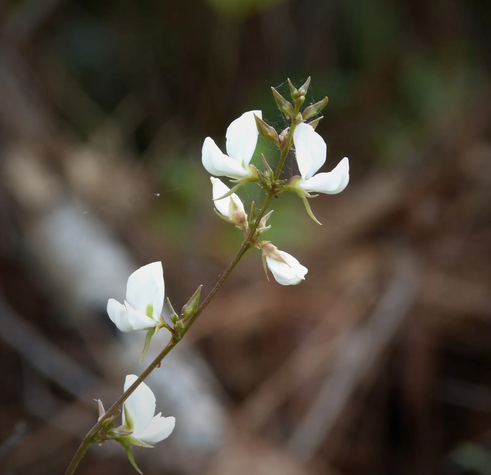 False Indigo (Baptisia Australis) — For optimal growth, plant Baptisia in well-drained soil with a pH ranging from neutral to slightly acidic; this, image 67