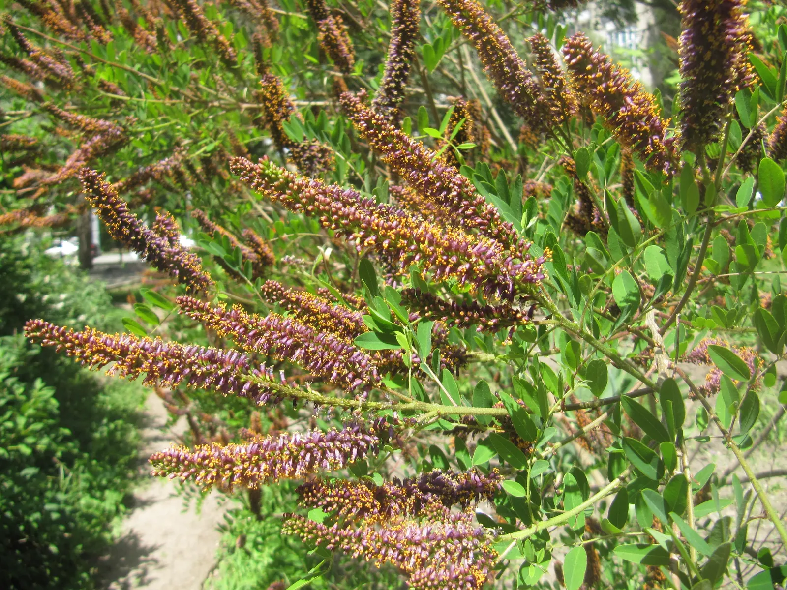 False Indigo (Baptisia Australis) — For optimal growth, plant Baptisia in well-drained soil with a pH ranging from neutral to slightly acidic; this species