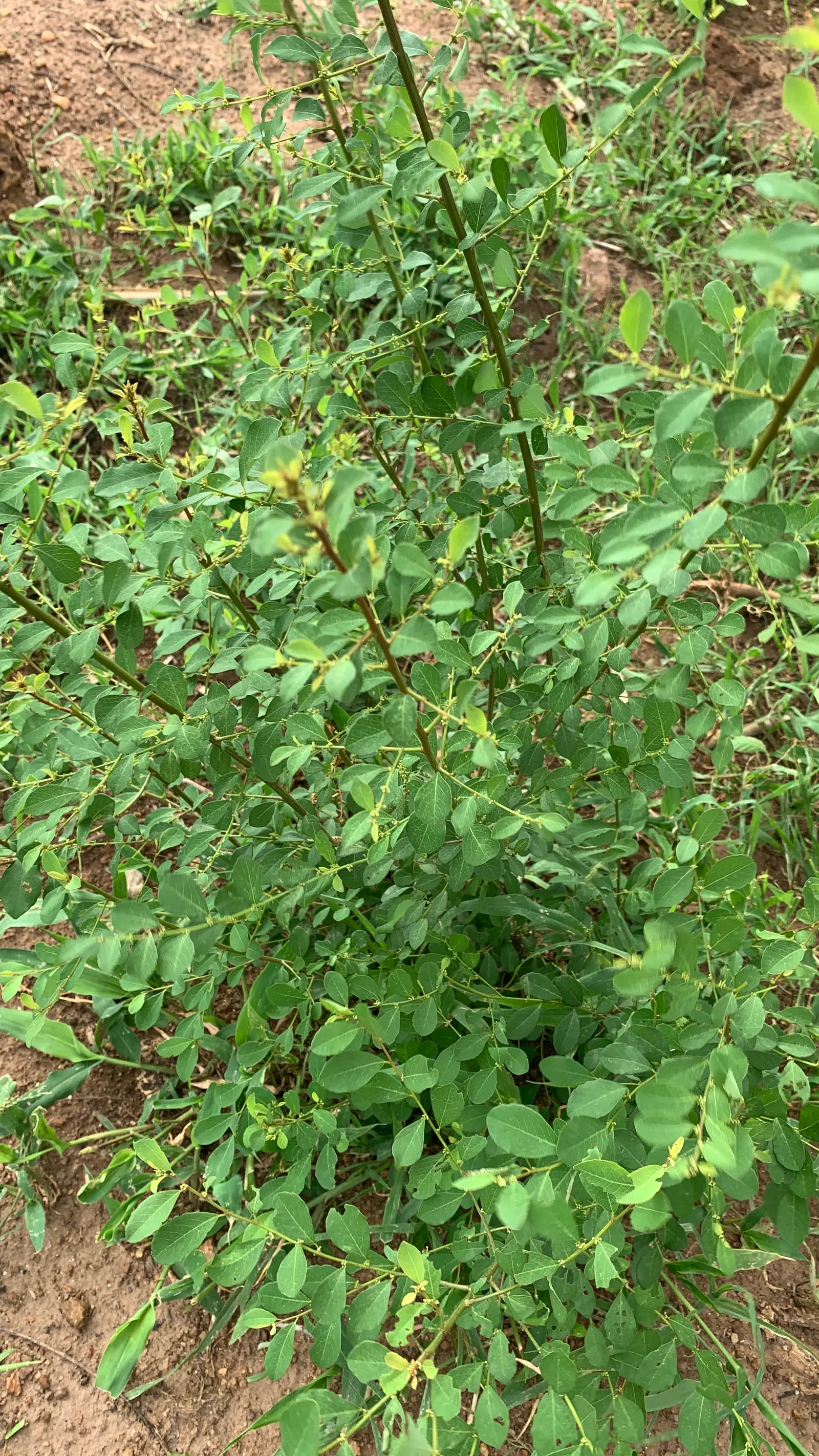 False Indigo (Baptisia Australis) — This low-maintenance native adapts well to dry soils and resists pests and diseases; showing remarkable, image 74