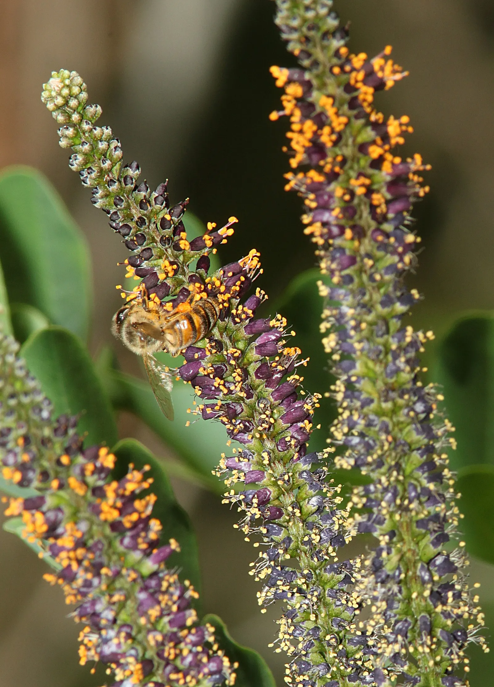 False Indigo (Baptisia Australis) — Its deep root system makes it drought-resistant; inviting bees and butterflies to the garden, image 51