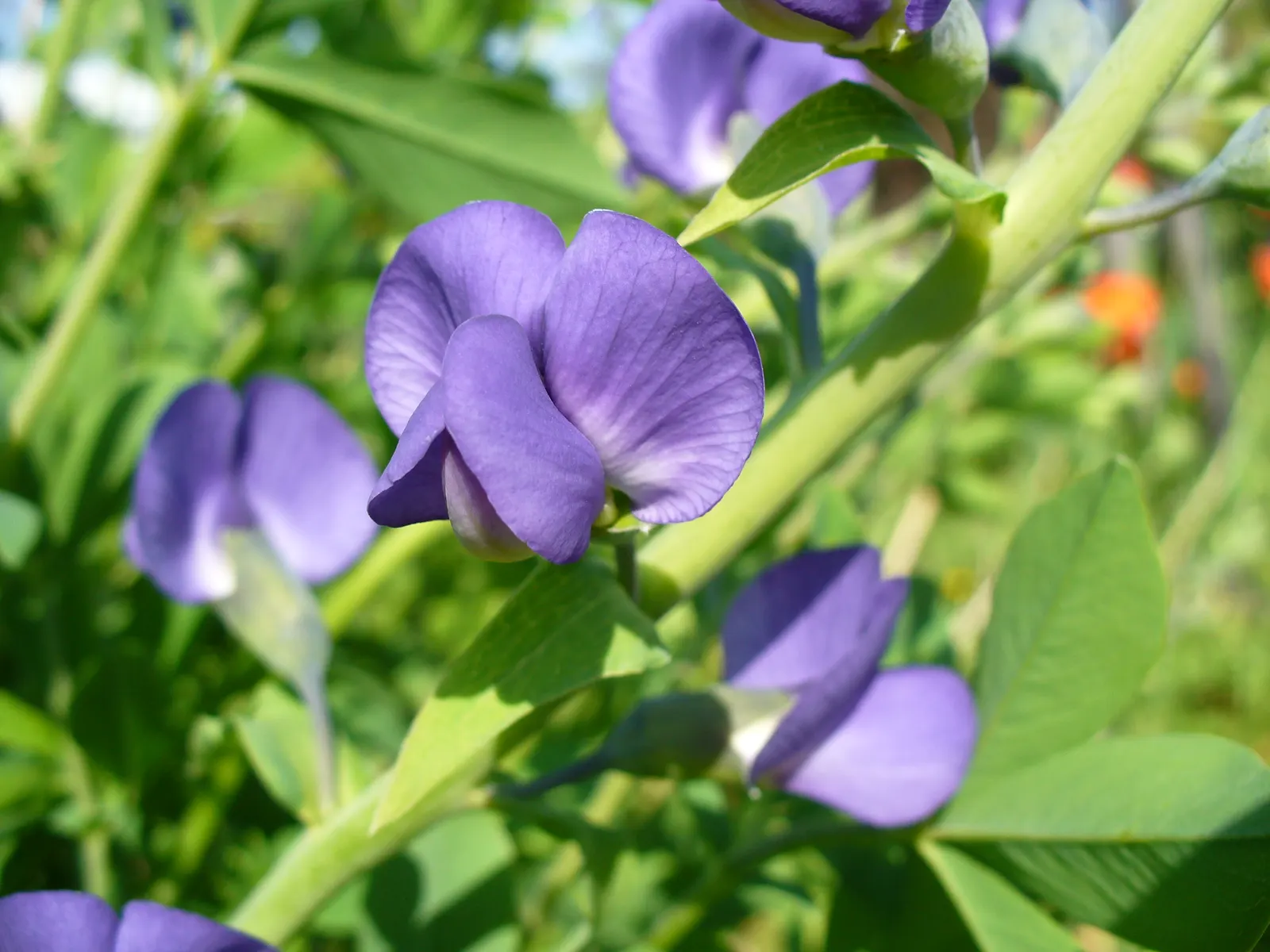 False Indigo (Baptisia Australis) — Ideal for use in borders or as a striking focal point; baptisia prefers full sun to partial shade and is drought-tolerant