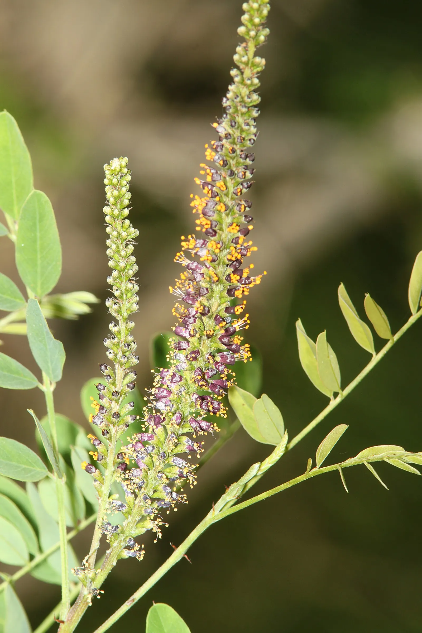 False Indigo (Baptisia Australis) — inviting bees and butterflies to the garden; its deep root system makes it drought-resistant