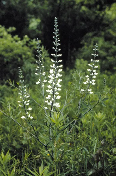 False Indigo (Baptisia Australis) — requiring minimal irrigation.<br><br>As a landscape asset